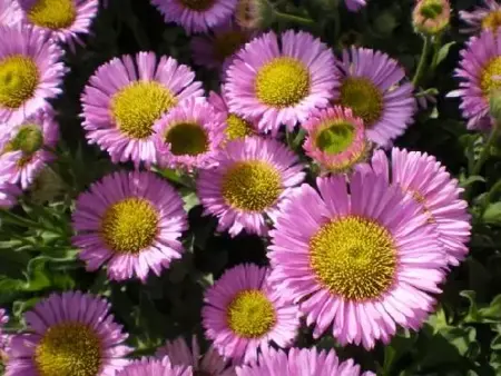 ERIGERON glaucus 'Sea Breeze'