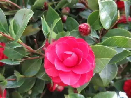 CAMELLIA 'Black Lace' - image 1