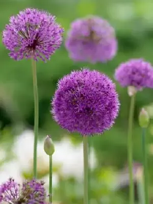 ALLIUM hollandicum 'Purple Sensation' - image 1