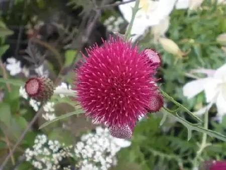 CIRSIUM rivulare 'Atropurpureum'