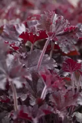 HEUCHERA 'Melting Fire'