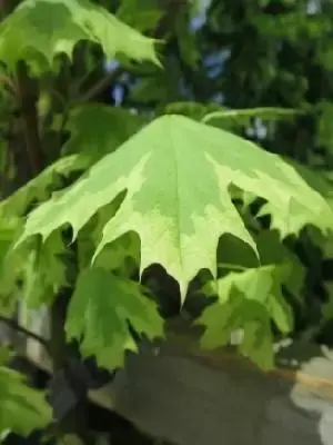 ACER platanoides 'Drummondii'