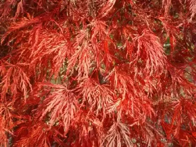 ACER palmatum dissectum 'Garnet'