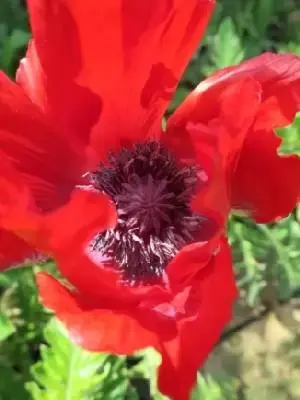 PAPAVER orientale 'Beauty of Livermere'