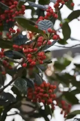 ILEX 'Nellie R. Stevens'