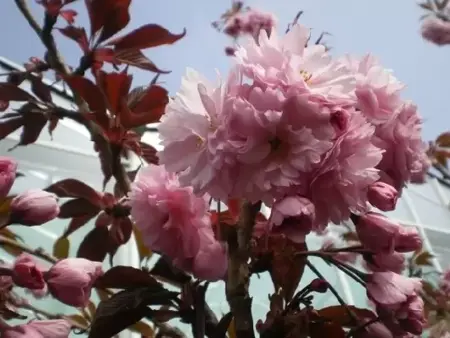 PRUNUS 'Royal Burgundy'