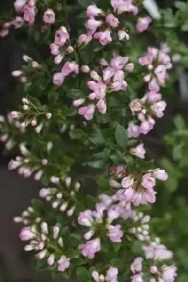 ESCALLONIA 'Apple Blossom'