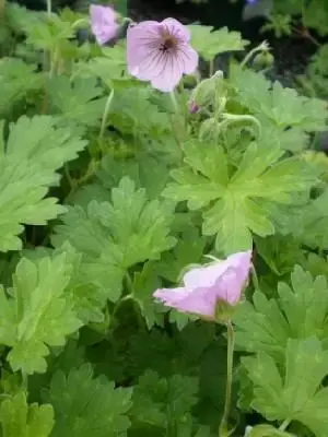 GERANIUM 'Joy'