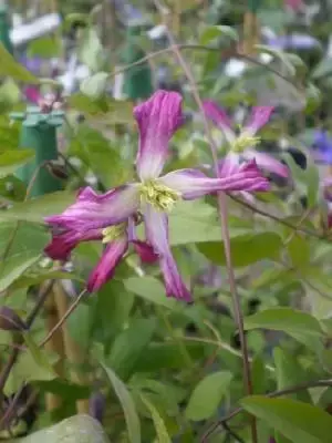 CLEMATIS x triternata 'Rubromarginata'