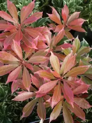 PIERIS japonica 'Carnaval'