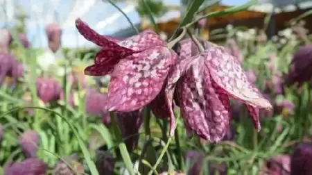 FRITILLARIA meleagris