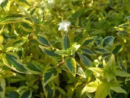 ABELIA x grandiflora 'Kaleidoscope' - image 1