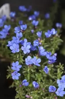 LITHODORA diffusa 'Heavenly Blue'