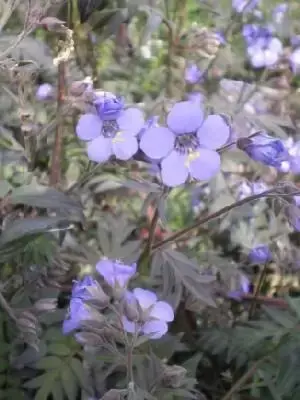 POLEMONIUM 'Heaven Scent'