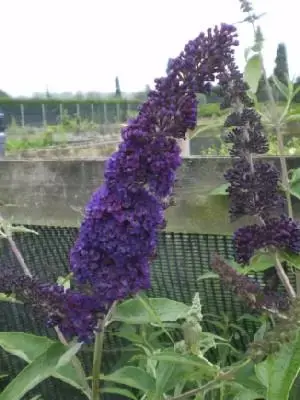 BUDDLEJA davidii 'Black Knight' - image 1