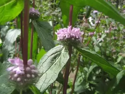 PHLOMOIDES tuberosa 'Amazone'