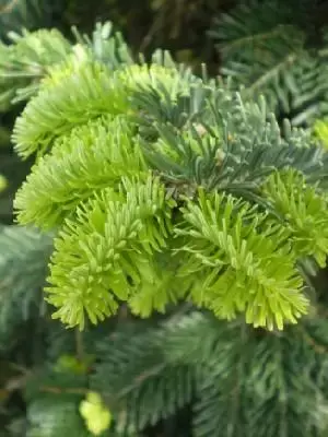 ABIES nordmanniana - image 1