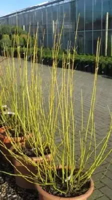 CORNUS sericea 'Flaviramea' - image 1