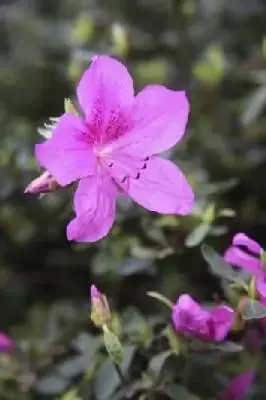 AZALEA 'Purple Splendour' - image 1