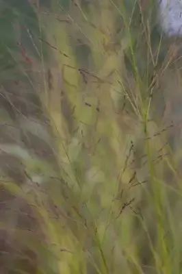 PANICUM virgatum 'Shenandoah' - image 1