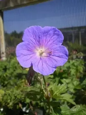 GERANIUM himalayense 'Gravetye'