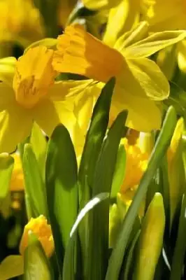 Narcissus 'Tete-a-Tete' - image 1