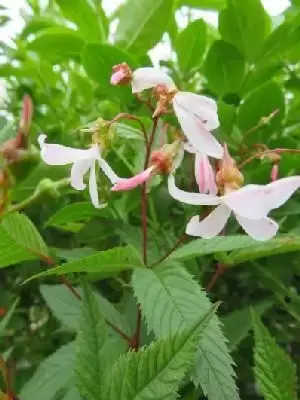 GILLENIA trifoliata