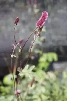 SANGUISORBA menziesii