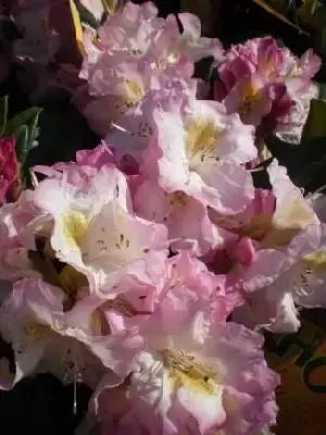 RHODODENDRON 'Brigitte' - image 1