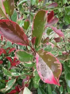 PHOTINIA x fraseri 'Pink Marble' - image 1