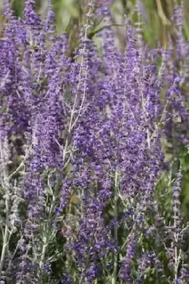 SALVIA 'Little Spire' - image 1