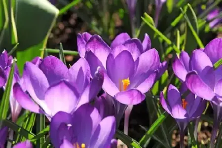 CROCUS 'Ruby Giant'