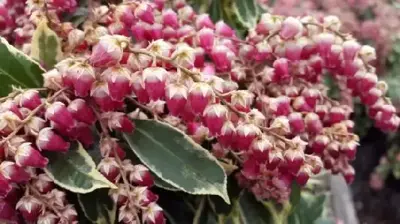 PIERIS japonica 'Ralto'