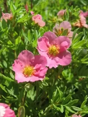 POTENTILLA fruticosa 'Pink Beauty'