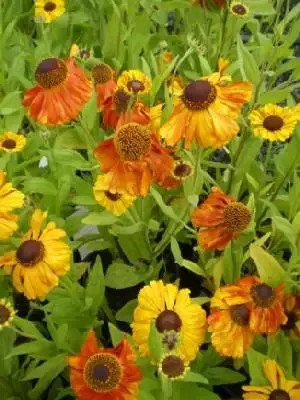 HELENIUM 'Sahin's Early Flowerer'