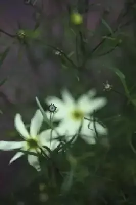 COREOPSIS verticillata 'Moonbeam'