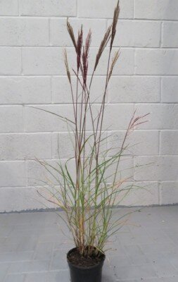 MISCANTHUS sinensis 'Red Chief'