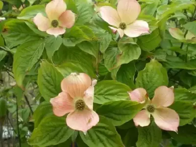 CORNUS 'Stellar Pink'