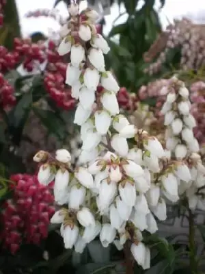 PIERIS japonica 'Bonfire'