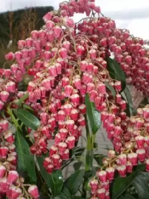 PIERIS japonica 'Passion' - image 1