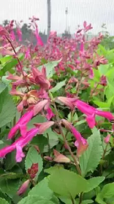 SALVIA 'Wendy's Wish'