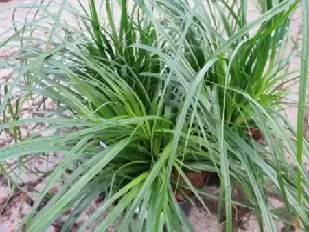 CAREX oshimensis 'Evergreen'