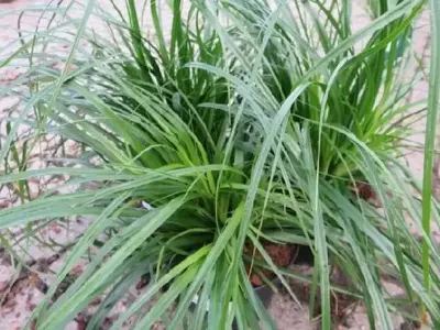 CAREX oshimensis 'Evergreen'