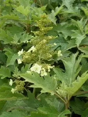 HYDRANGEA quercifolia 'Ice Crystal'