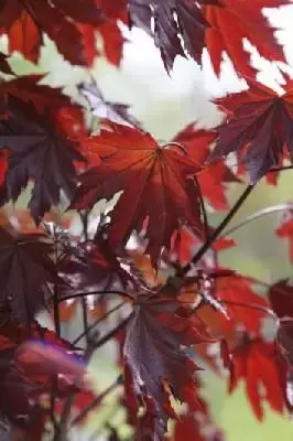 ACER platanoides'Crimson Sentry' - image 1