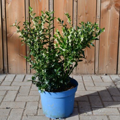 SARCOCOCCA confusa - image 1