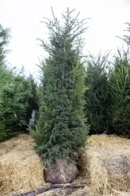 TAXUS baccata