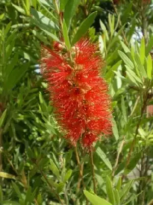 CALLISTEMON 'Red Clusters' - image 1