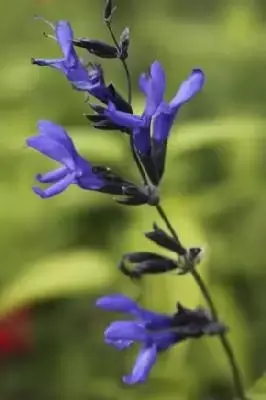 SALVIA guaranitica 'Black and Blue' - image 1