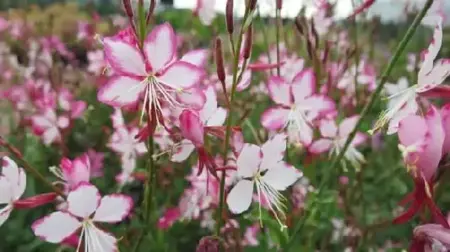 GAURA lindheimeri 'Rosyjane'